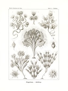 Flagellata, 1899-1904
