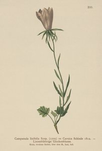 Campanule à feuilles de lin (Campanula linifolia, Campanula Carnica)
