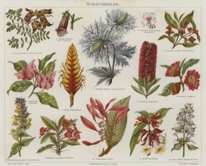Fleurs - German School