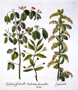 Fly Honeysuckle et Hawthorn, de Hortus Eystettensis, par Basil Besler, pub. 1613