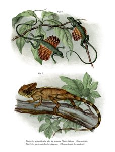 Lézard volant - German School
