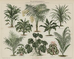 Plantes à feuillage