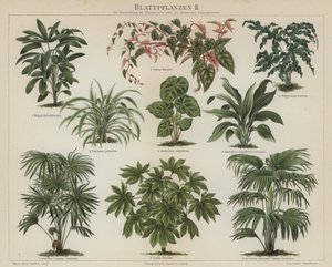 Plantes à feuillage