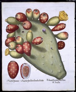 Folium Opuntia de Hortus Eystettensis par Basil Besler (1561-1629) publié en 1613 - German School