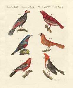Oiseaux exotiques magnifiques - German School