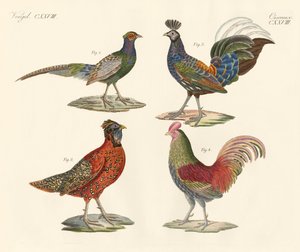 Oiseaux étrangers