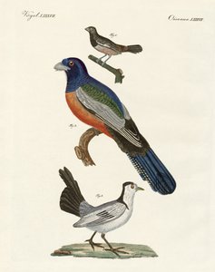 Oiseaux étrangers - German School