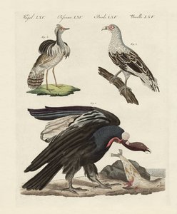Oiseaux étrangers - German School