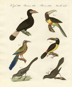 Oiseaux étrangers - German School