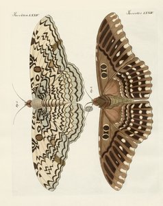 Papillons étrangers (gravure en couleur) - German School