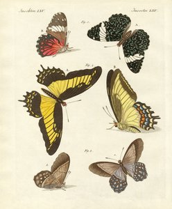 Papillons étrangers - German School