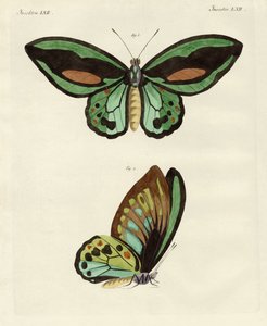 Papillons étrangers de taille phénoménale - German School