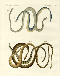 Types étrangers d