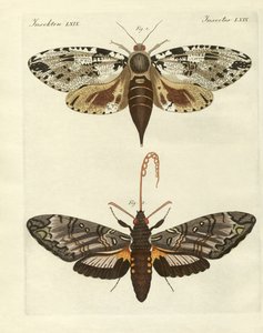 Papillons étrangers - German School