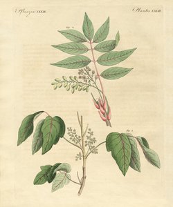 Plantes toxiques étrangères