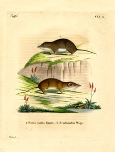 Musaraigne des forêts