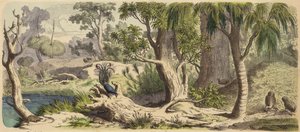 Forêt en Nouvelle-Hollande (Australie) - German School