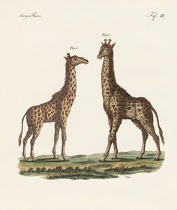 Animaux à quatre pattes