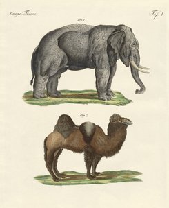 Animaux à quatre pattes - German School
