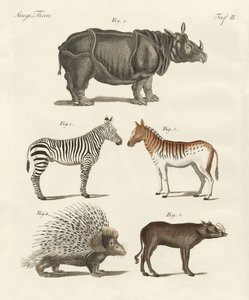 Animaux à quatre pattes - German School