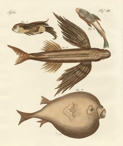 Quatre poissons merveilleux