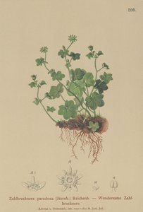 Saxifrage fragile (Zahlbrucknera paradoxa, Saxifraga paradoxa)