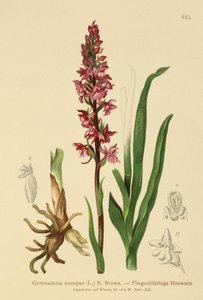 Orchis odorant (Gymnadenia conopea) - German School