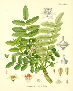 Encens, illustration de Koehlers Medicinal Plants, publié en 1887 - German School