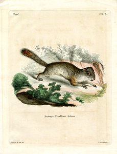 Spermophile de Franklin