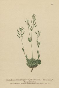 Drave froide (Draba Traunsteineri, Draba frigida) - German School