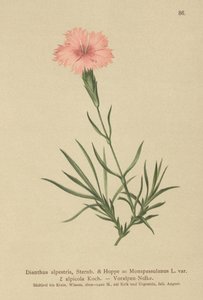 Œillet fringé (Dianthus Monspessulanus, Dianthus alpestris, Dianthus alpicola)