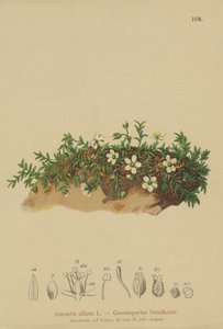 Sabuline ciliée (Arenaria ciliata) - German School