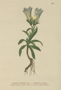 Gentiane de Froelich (Gentiana Froelichii) - German School