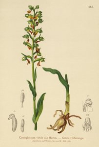 Orchis grenouille (Coeloglossum viride) - German School