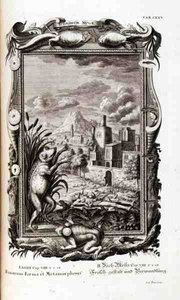 Grenouilles, gravées, tiré de 