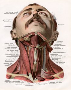 Vue frontale des muscles et des glandes du cou humain - German School