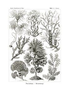 Fucoideae, 1899-1904
