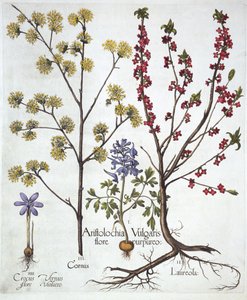 Fumewort, Daphne mezereum, Cornelian Cherry et Spring Crocus, de Hortus Eystettensis, par Basil Besler, pub. 1613 - German School
