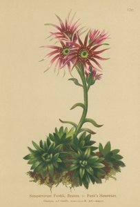 Joubarbe de Funk (Sempervivum Funkii) - German School