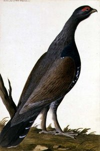 Oiseau de gibier, vers 1740