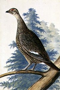 Oiseau de gibier, vers 1740 - German School