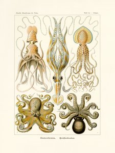 Gamochonia, 1899-1904 - German School