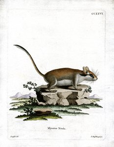 Lérot