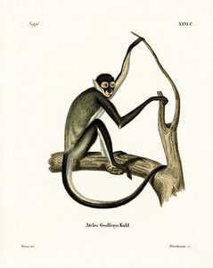 Singe-araignée de Geoffroy - German School