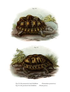Tortue géométrique