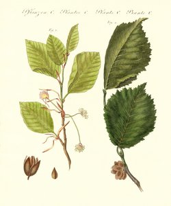 Arbres forestiers allemands - German School