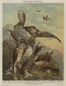 Oiseaux de proie allemands - German School