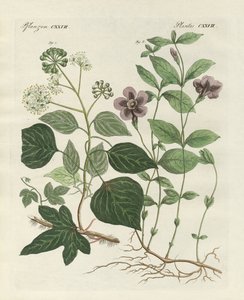 Plante persistante allemande - German School