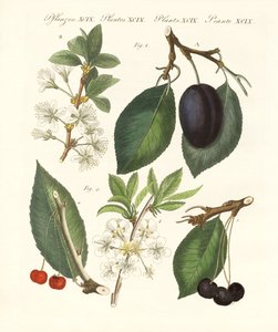 Fruits allemands