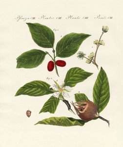 Types de fruits allemands - German School
